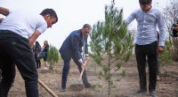 Bu nazirlik “Heydər Əliyev İli” çərçivəsində ağacəkmə aksiyası keçirdi - FOTO 