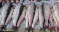 Azərbaycana kütüm balığı İrandan gətirilir? – AÇIQLAMA 