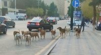 Abşeronun sahibsiz itlər PROBLEMİ – “Sığınacaq yoxdur, öldürmək də mümkün deyil” – RƏSMİ AÇIQLAMA