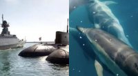 Britaniya hərbi qəzeti: “Rusiya Sevastopolun müdafiəsini döyüş delfinləri ilə gücləndirib” - FOTO 