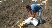 Kartofun qiymətində KƏSKİN UCUZLAŞMA – Bəzi fermerlər məhsulu sahədən YIĞMIRLAR – FOTO  