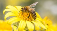 Bal arıları tozlandırdıqları çiçəklərə zərər verir? - ARAŞDIRMA
