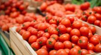 Rusiya Azərbaycandan aparılan 47 ton pomidoru GERİ QAYTARDI