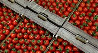 Rusiyaya göndərilən pomidor və çiyələyin geri qaytarılmasının səbəbi AÇIQLANDI 