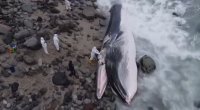Peru sahilində nəhəng balina ölüsü tapıldı – VİDEO  