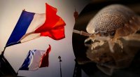 Cənubi Koreyanı böcəklər bürüdü - Günahı Fransada görürlər 
