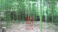 Cənub bölgəmizdə HİND CƏNGƏLLİYİ – Lənkəranın bambuk bağından REPORTAJ/FOTO
