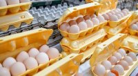 Türkiyə Rusiyaya 19 tondan çox toyuq yumurtası idxal edir