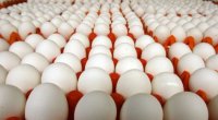 Azərbaycan yanvarda Rusiyaya 4 milyondan çox yumurta ixrac edib