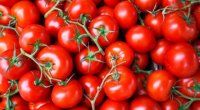 Pomidor ixracımız niyə AZALIB?
