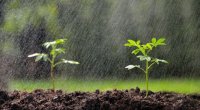 Yaz yağışları kənd təsərrüfatı üçün faydalıdır, yoxsa ZƏRƏRLİ?