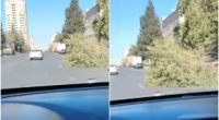 Yasamalda böyük ağac avtomobil yoluna aşdı - VİDEO