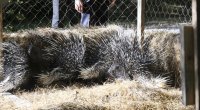 Şahdağ Milli Parkının İsmayıllı bölməsində nadir heyvanlar təbiətə BURAXILDI - FOTO