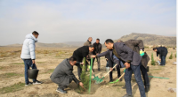 Mədəniyyət Nazirliyi Qobustan qoruğunda yaşıllaşdırma aksiyası keçirdi - FOTO