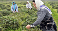 Azərbaycan çay istehsalı, idxalı və ixracını ARTIRIB