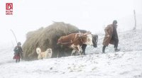 Moskvadakı sərgidə 1-ci yeri tutan fotonun TARİXİ – İndi nə öküzlər var, nə də kirşələr... - FOTO/VİDEO