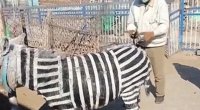 Zooparkda uzunqulaqları rəngləyib, zebra kimi təqdim etdilər – FOTO