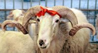 Qurban kəsmək qadağan olunur - Xalqa ÇAĞIRIŞ/FOTO