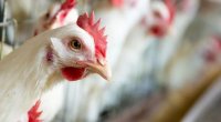 Sağlamlığımıza təhlükə yaradan, biri 65 qəpiyə olan toyuqlar Azərbaycana necə gətirilir? - SENSASİON AÇIQLAMA