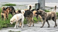 Gəncədə 1 ildə 1200 nəfəri İT DİŞLƏYİB – “Quduzluq təhlükəsi ARTIR”