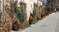 Xətaidə bir neçə ay əvvəl salınmış yaşıllıq zolağı MƏHV OLUR – FOTO/VİDEO