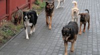 Goranboyda yaşlı qadını it dişlədi