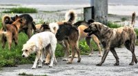 Bağçadan çıxan uşaqlara itlər HÜCUM ETDİ