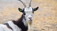 TRAGİKOMİK QƏZA – Bütün sərnişinlər öldü, qurbanlıq keçi SAĞ QALDI – FOTO