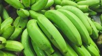 Bananı yaşıl halda yemək daha FAYDALI İMİŞ...
