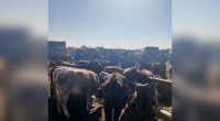 Bərdədə heyvan satışı bazarında ciddi nöqsanlar aşkarlandı – FOTO