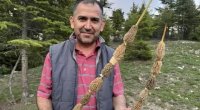 Kilosu 40 manata satılır - Bütün kənd bura axın edir