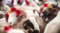 Qurban kəsdik, bəs sonra? – Yardımlaşmanın UNUDULAN TƏRƏFİ