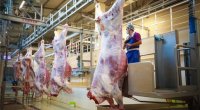 Qurbanlıq heyvanlar üçün kəsim yerləri AÇIQLANDI – ÜNVANLAR