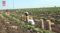 Cəlilabadda kartof sürətlə UCUZLAŞIR - FOTO