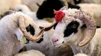 Qurbanlıq üçün hansı heyvanlar kəsilməlidir? – AÇIQLAMA