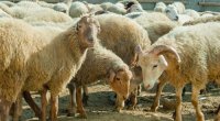 Qurbanlıq heyvanı onlayn qaydada almaq mümkündür - VİDEO