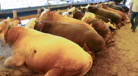 Qurbanlıq heyvanların satışı zamanı görün hansı fırıldaqçılığa əl atdılar