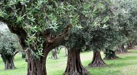 Lerikdə 44 yaşlı kişi ağacdan yıxıldı