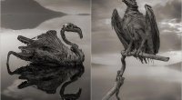 Planetin ən qorxunc yerlərindən biri - Heyvanları "DAŞA ÇEVİRƏN" göl - FOTO