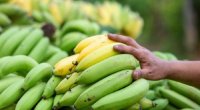 Yaşıl banan xərçəngə yoluxmanın QARŞISINI ALIR