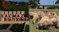 Xaçmaza niyə Ağcabədi və Beyləqandan qoyun GƏTİRİLİR? – VİDEO