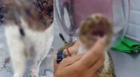Bakıda pişik və itə qarşı amansız rəftar: Polis araşdırma APARIR - VİDEO