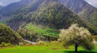 Masallıda DƏHŞƏT: 29 yaşlı kişi ailə üzvlərini güllələdi - 1 ölü, 3 yaralı var