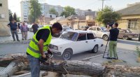 Gəncədə külək fəsadlar TÖRƏTDİ: Ağac maşının üstünə aşdı - FOTO