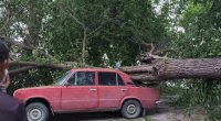 Xaçmazda ağac minik avtomobilinin üstünə aşdı - FOTO