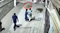 Fermadan qaçan şir qadına və iki uşağa hücum etdi – ANBAAN VİDEO