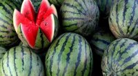 Qarpızlara bu dərmanlar vurulur, xərçəngə yoluxma riski var - XƏBƏRDARLIQ