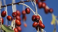 Bu vitaminlərə görə iydə YEYİN