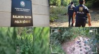 Balakəndə XÜSUSİ ƏMƏLİYYAT – Dağda narkotik becərən dəstə belə SAXLANILDI – ANBAAN VİDEO