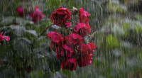 Hava kəskin DƏYİŞİR – Temperatur enəcək, yağış yağacaq